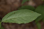 Southern spicebush <BR>Pondberry